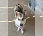 Small #1 Siberian Husky Mix