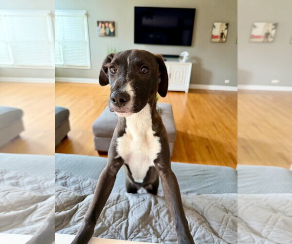 Medium Photo #11 Labrador Retriever-Unknown Mix Puppy For Sale in Plainfield, IL, USA