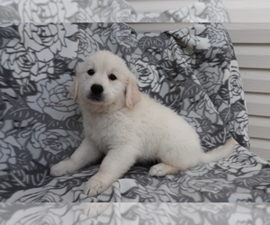 Golden Retriever Puppy for sale in SHILOH, OH, USA