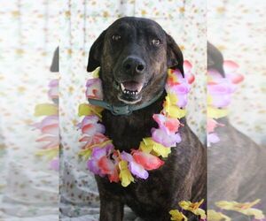 Georgia (Trinity) - Female Plott Hound-Unknown Mix Dog for Adoption - Photo #2