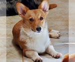 Small Photo #1 Aussie-Corgi Puppy For Sale in STAFFORD, VA, USA