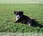 Small Photo #8 Boxer Puppy For Sale in CHILHOWEE, MO, USA