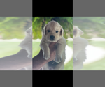 Puppy Puppy 2 English Cream Golden Retriever