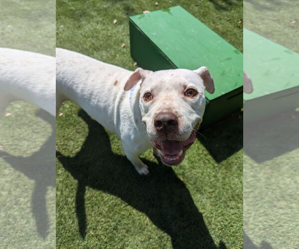 Medium Photo #14 American Bulldog-Unknown Mix Puppy For Sale in Calhoun, GA, USA