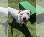 Small #13 American Bulldog Mix