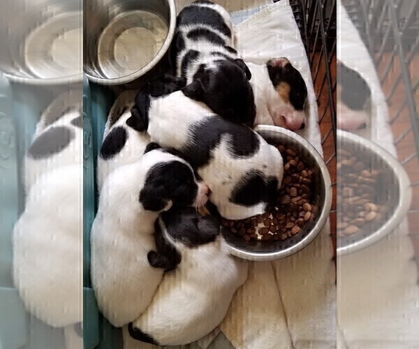 Medium Photo #1 Jack Russell Terrier Puppy For Sale in TOMS RIVER, NJ, USA
