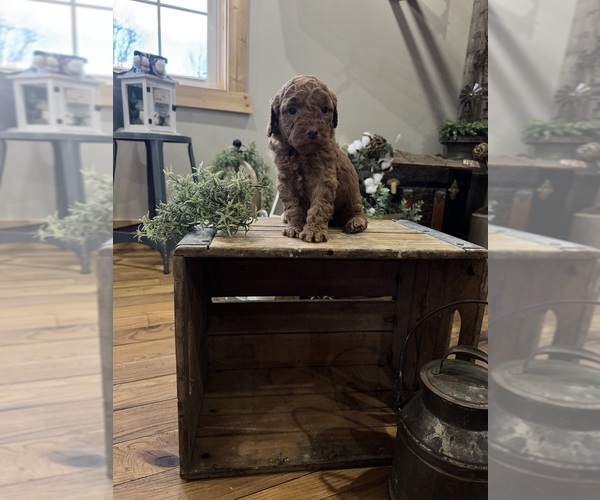 Medium Photo #1 Goldendoodle (Miniature) Puppy For Sale in VOLANT, PA, USA