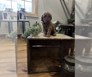 Goldendoodle (Miniature) Puppy for sale in VOLANT, PA, USA