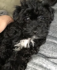 Maltese-Poodle (Standard) Mix Puppy for sale in BRONX, NY, USA