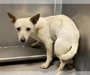 Chihuahua Dogs for adoption in Modesto, CA, USA