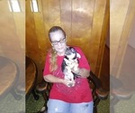 Small Photo #4 Chihuahua Puppy For Sale in BLOUNTVILLE, TN, USA