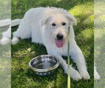 Small #4 Labrador Retriever-Wheaten Terrier Mix