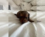 Small #3 Dachshund