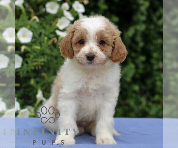 Medium Photo #3 Cavapoo Puppy For Sale in EAST EARL, PA, USA