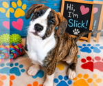 Small #4 Boxer Mix