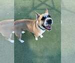 Small #3 Chinese Shar-Pei Mix