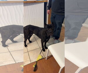 Mutt Dogs for adoption in Leavenworth, KS, USA