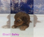 Small #4 Yorkipoo