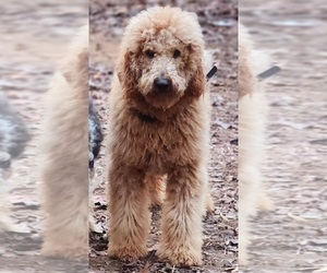 Mother of the Poodle (Miniature) puppies born on 01/18/2025