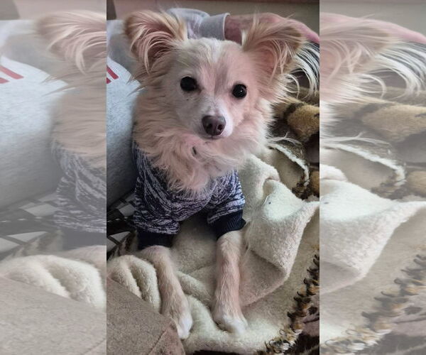 Medium Photo #2 Chihuahua-Unknown Mix Puppy For Sale in Germantown, OH, USA