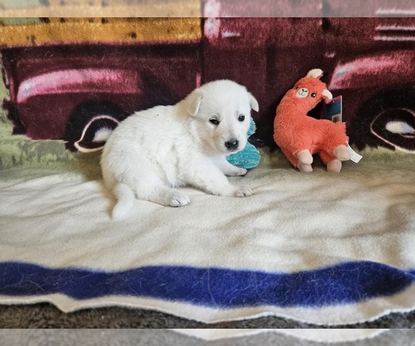 Medium Photo #46 German Shepherd Dog Puppy For Sale in CECILIA, KY, USA