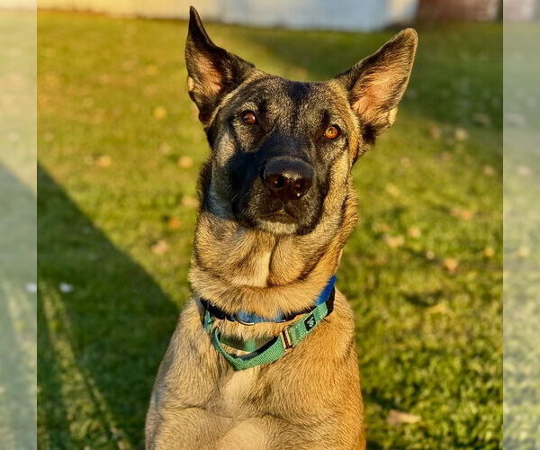 Medium Photo #9 Mutt Puppy For Sale in Imlay City, MI, USA