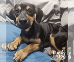 Small Photo #4 Dachshund-Unknown Mix Puppy For Sale in Washington, DC, USA