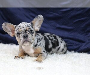 French Bulldog Puppy for sale in NEW YORK, NY, USA