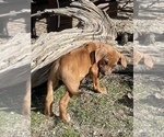 Small Photo #45 Rhodesian Ridgeback Puppy For Sale in MORONGO VALLEY, CA, USA
