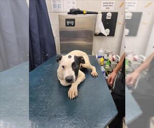 Medium American Bulldog Mix