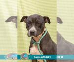 Small #1 American Staffordshire Terrier Mix