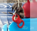 Small Photo #43 Labrador Retriever Puppy For Sale in POCAHONTAS, IL, USA