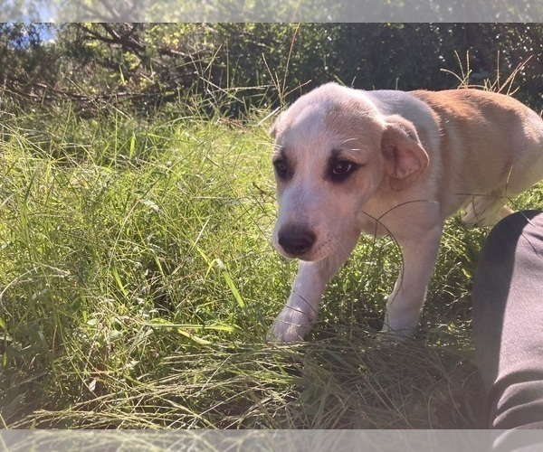 Medium Photo #3 Anatolian Pyrenees Puppy For Sale in MECHANICSVILLE, MD, USA