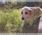 JuJuBee - Female Anatolian Pyrenees Puppy for Sale - Photo #3
