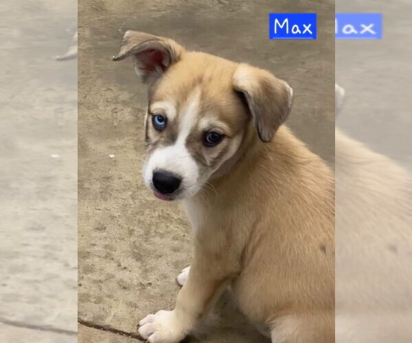 Medium Photo #1 Siberian Husky-Unknown Mix Puppy For Sale in Alexander, AR, USA