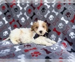 Small #2 Cavapoo (Miniature)