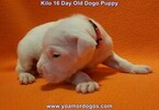 Small Photo #180 Dogo Argentino Puppy For Sale in JANE, MO, USA