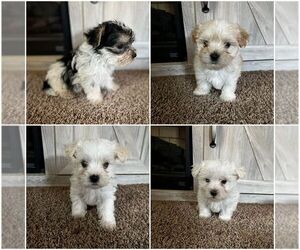 Morkie Puppy for sale in MADELIA, MN, USA