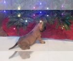 Small Photo #7 Mastiff Puppy For Sale in FULTON, NY, USA