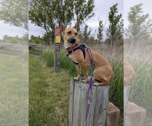 Chihuahua-Unknown Mix Dogs for adoption in Mundelein, IL, USA