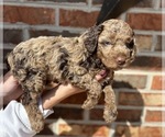 Small Goldendoodle (Miniature)