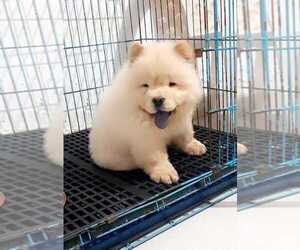 Chow Chow Puppy for sale in WOODLAND, CA, USA