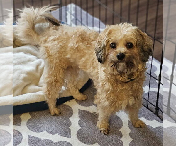 Medium Photo #4 Shih Tzu-Unknown Mix Puppy For Sale in Lebanon, PA, USA