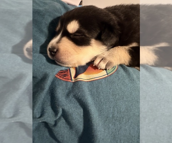 Medium Photo #12 Aussie Siberian Puppy For Sale in LADY LAKE, FL, USA