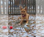 Small #5 Golden Shepherd