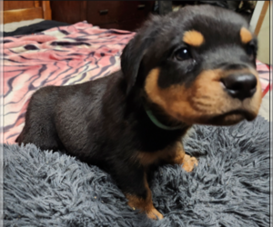 Rottweiler Puppy for Sale in ROSEBURG, Oregon USA