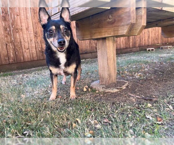 Medium Photo #5 Chihuahua-Unknown Mix Puppy For Sale in Plano, TX, USA