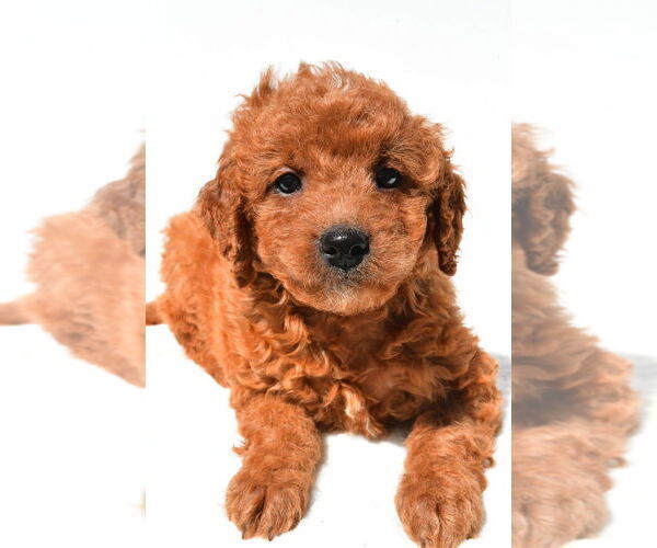 Medium Photo #8 Goldendoodle mix (+ Poodle Miniature) Puppy For Sale in DURHAM, CT, USA