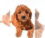 Small #7 Goldendoodle mix (+ Poodle Miniature)
