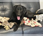 Small #1 Labrador Retriever